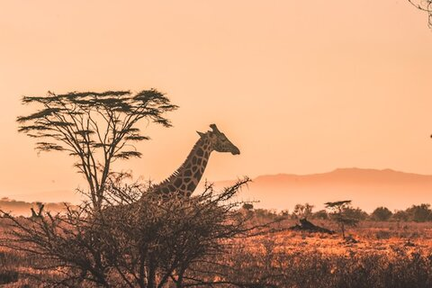 Picture of a giraffe in africa