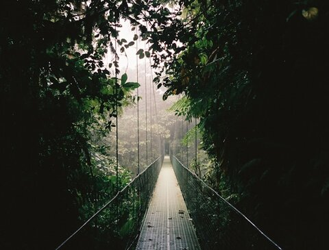 Picture in the rain forest
